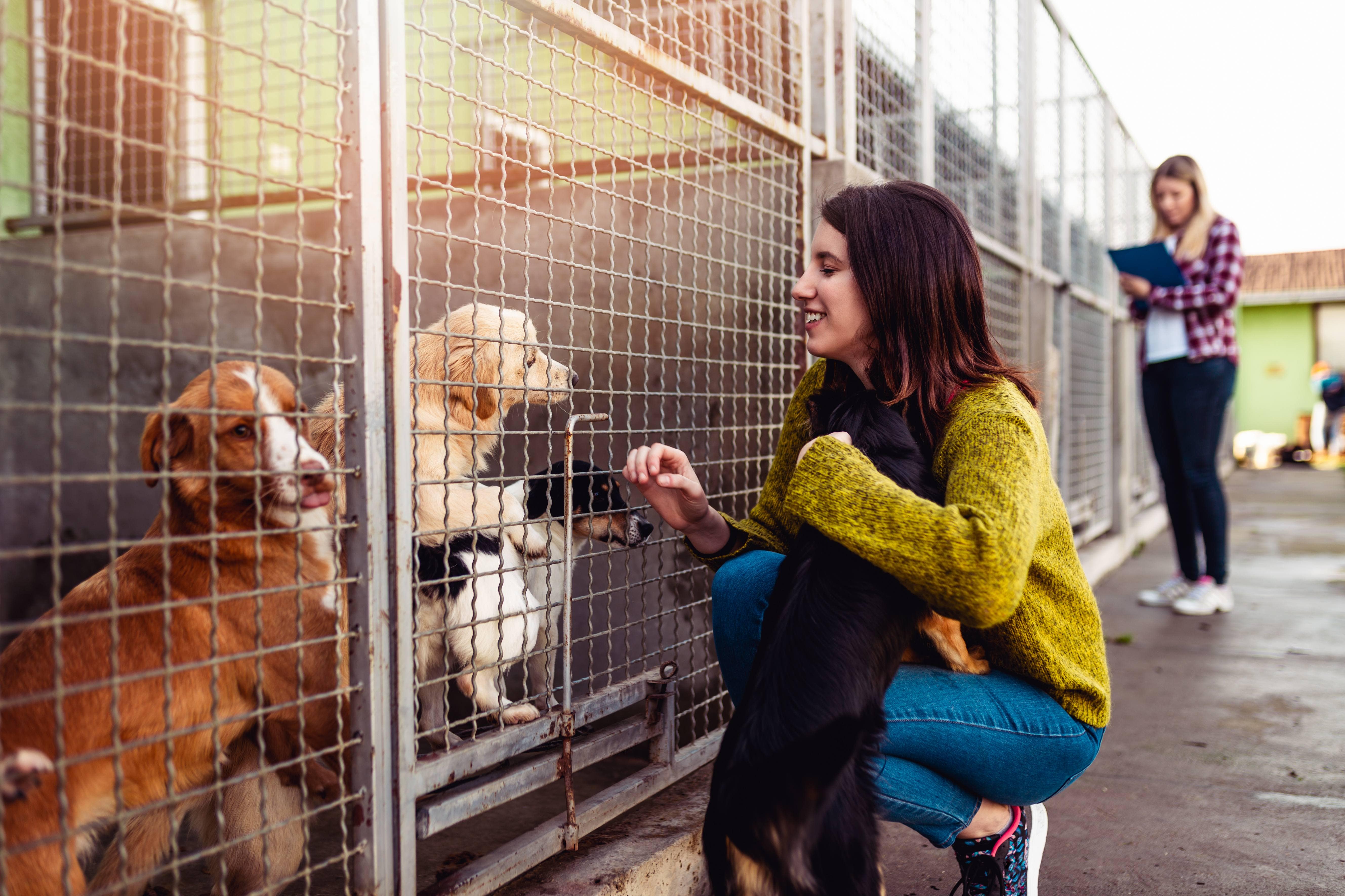 How To Begin A Career In Animal Care Coursesonline co uk